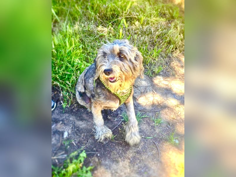 Lagotto Ramagnole Pudel Mix Telma