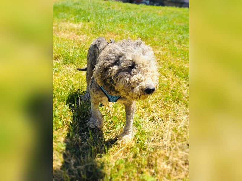 Lagotto Ramagnole Pudel Mix Luise