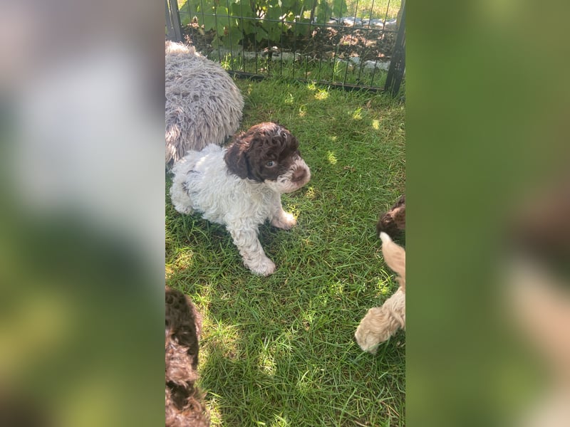 Lagotto Romagnolo