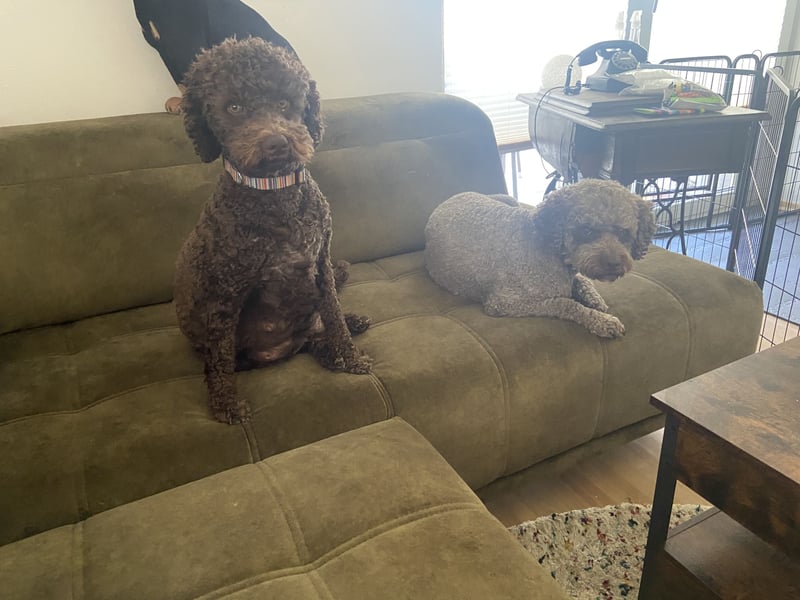 Lagotto Romagnolo