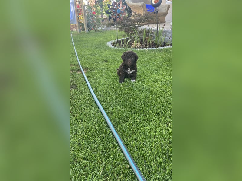 Lagotto Romagnolo