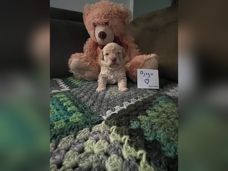 Lagotto Romagnolo