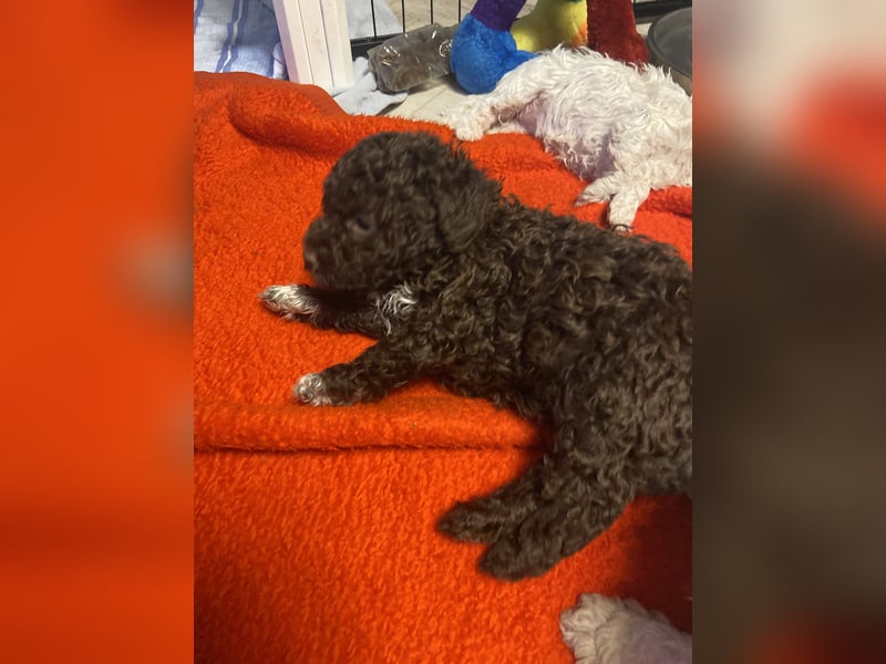 Lagotto Romagnolo