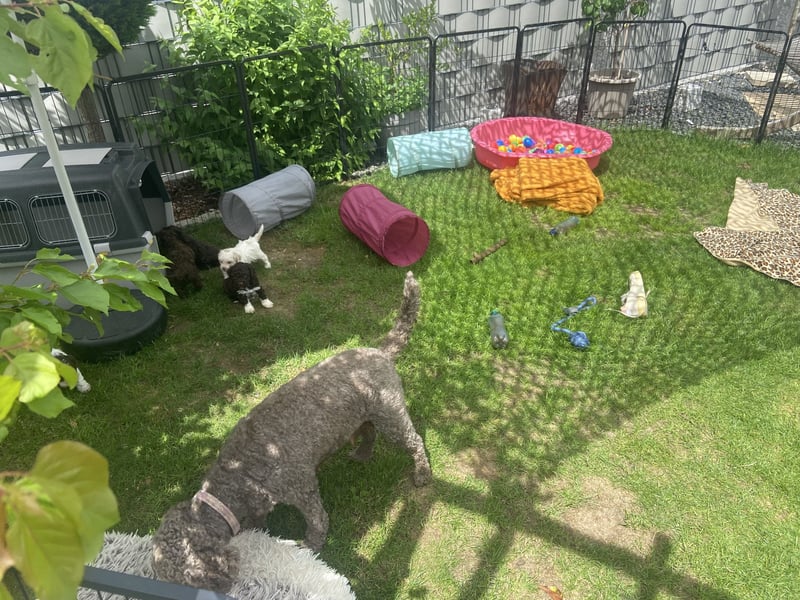 Lagotto Romagnolo