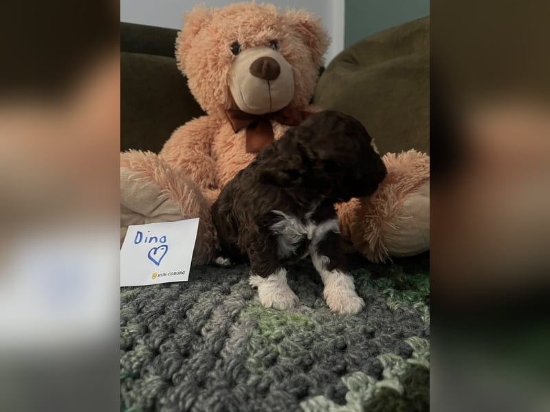 Lagotto Romagnolo