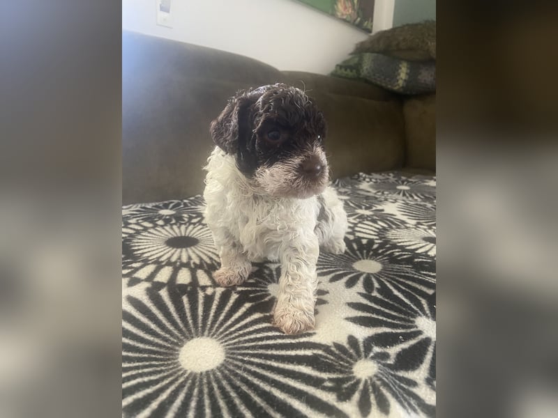 Lagotto Romagnolo