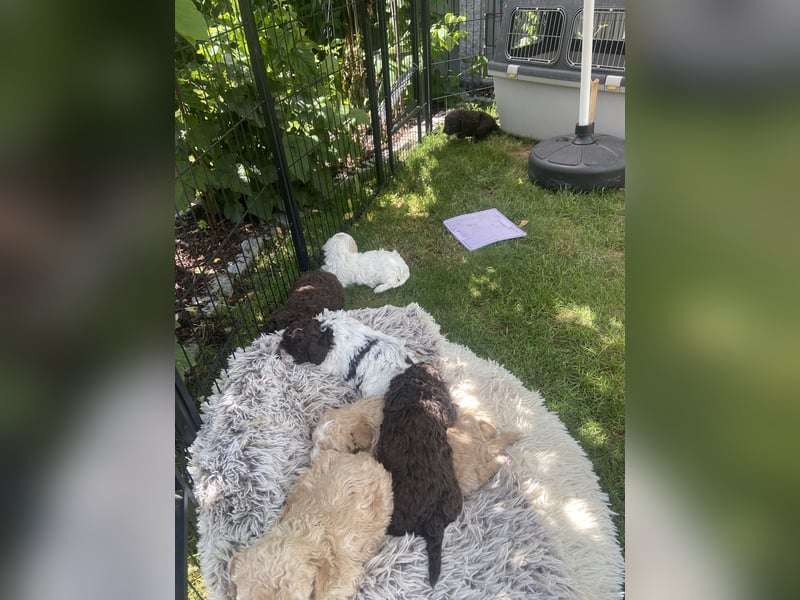 Lagotto Romagnolo