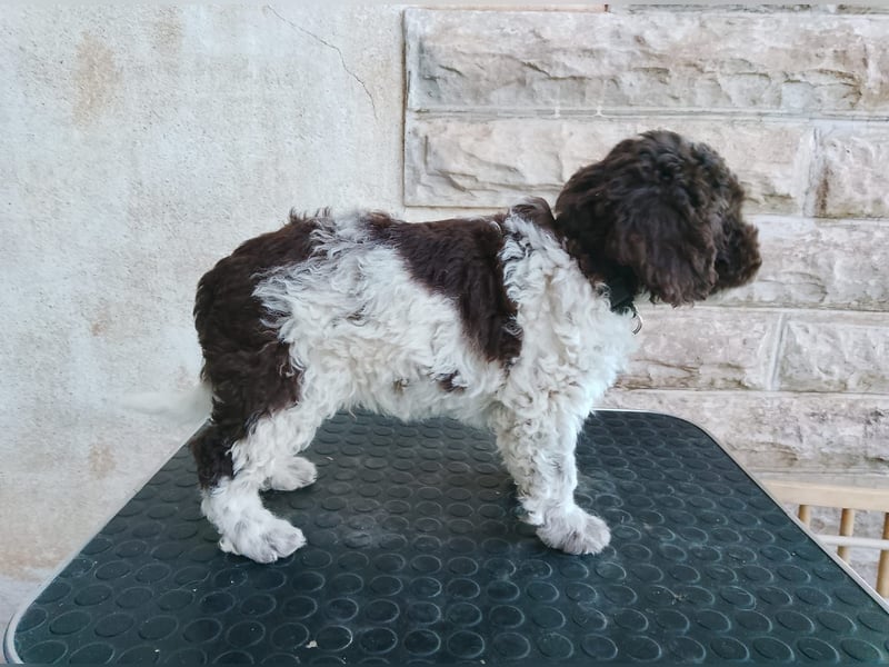 Lagotto Romagnolo Welpen