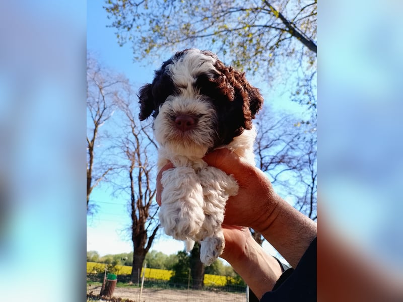 Lagotto Romagnolo Welpen erwartet