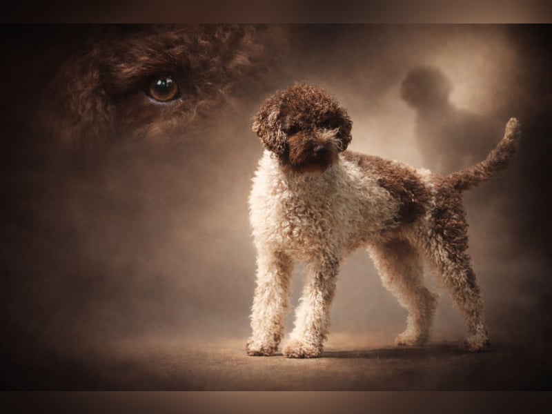 Lagotto Romagnolo Welpen erwartet