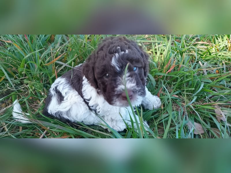 Lagotto Romagnolo Welpen erwartet