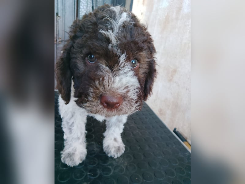 Lagotto Romagnolo Welpen