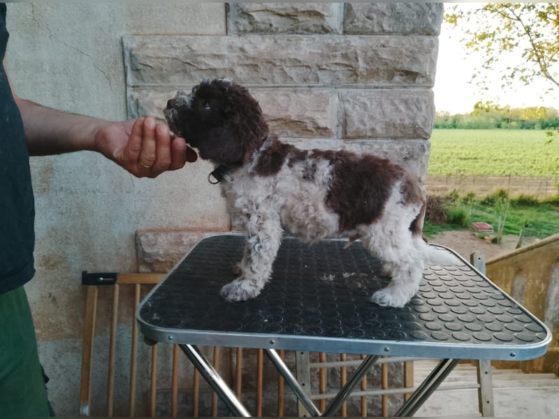 Lagotto Romagnolo Welpen