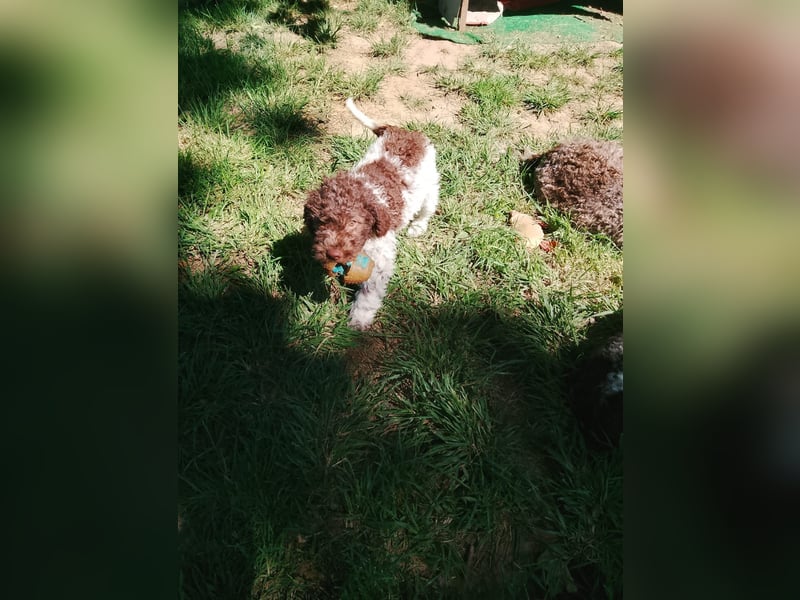 Lagotto Romagnolo Welpen