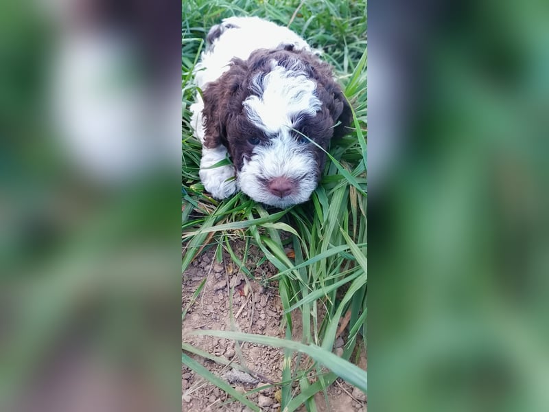 Lagotto Romagnolo Welpen erwartet