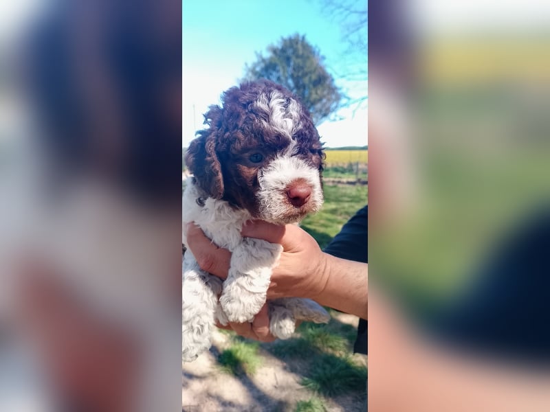 Lagotto Romagnolo Welpen erwartet