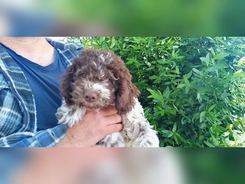 Lagotto Romagnolo Welpen