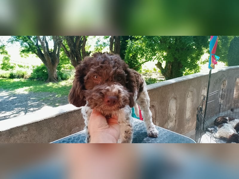 Lagotto Romagnolo Welpen