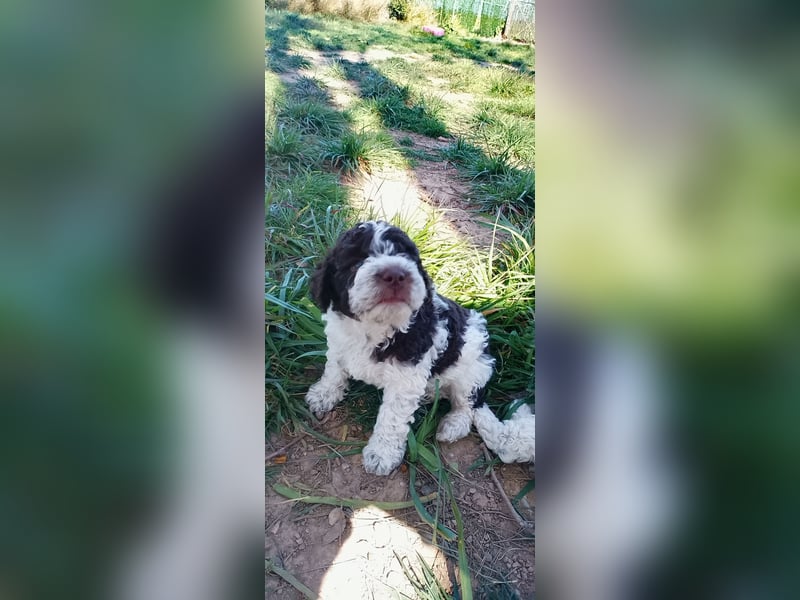 Lagotto Romagnolo Welpen erwartet