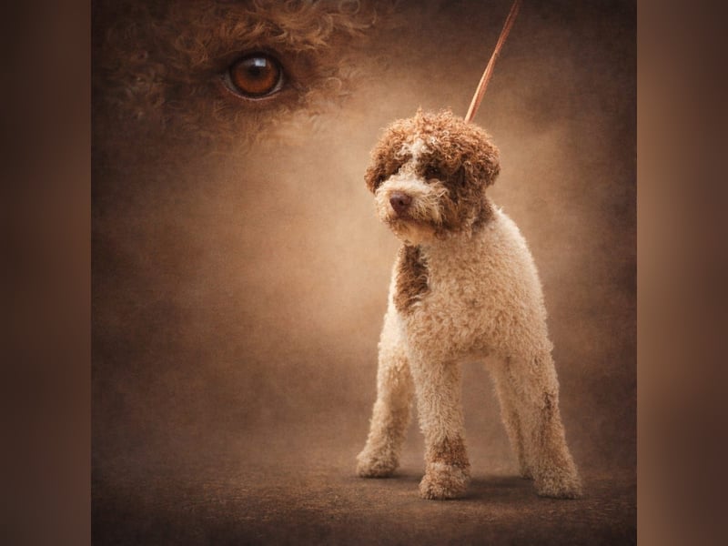 Lagotto Romagnolo Welpen erwartet