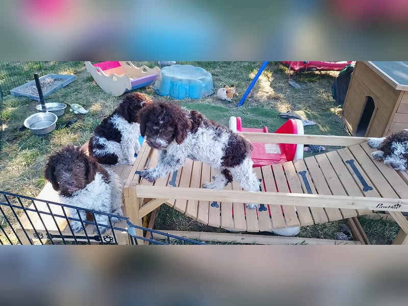 Lagotto Romagnolo Welpen