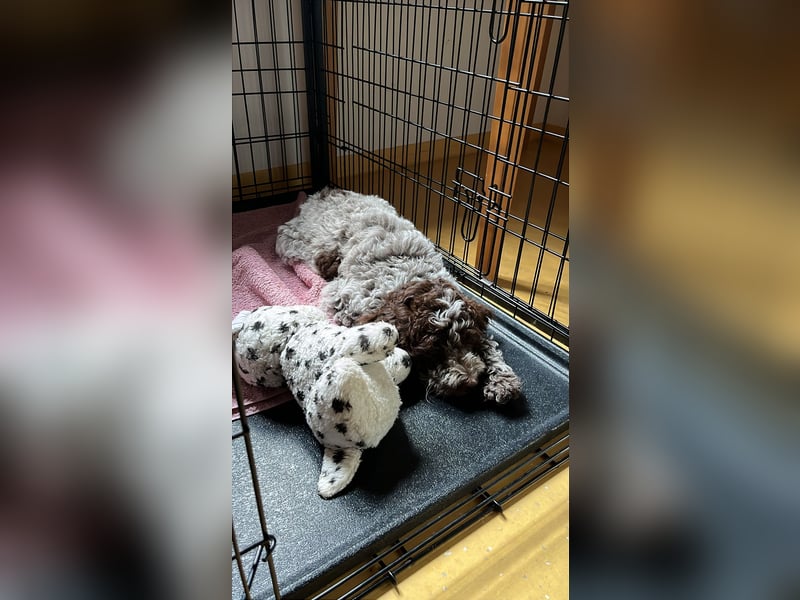 Lagotto Romagnolo, italienischer Wasserhund