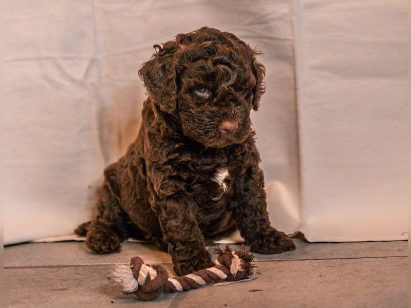 Lagotto Romagnolo Welpen