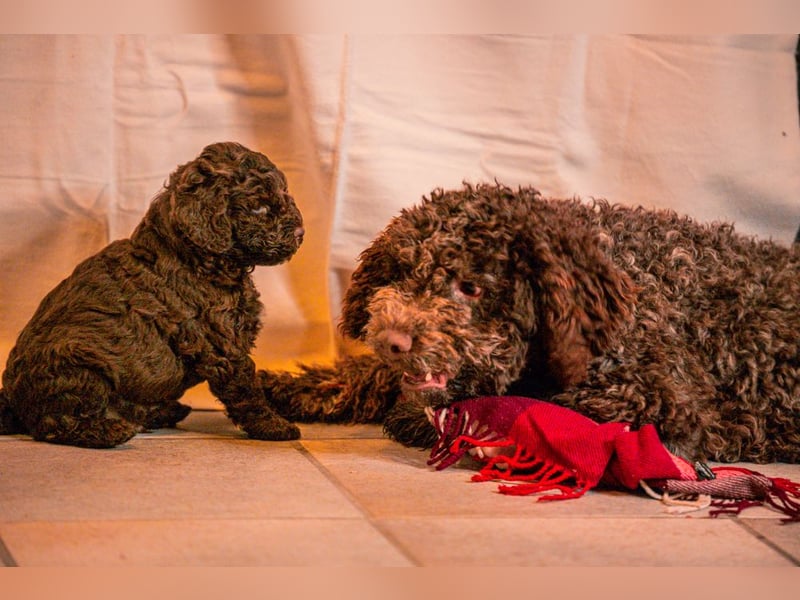 Lagotto Romagnolo Welpen