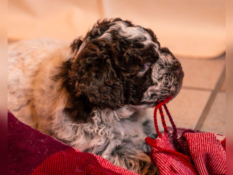 Lagotto Romagnolo Welpen