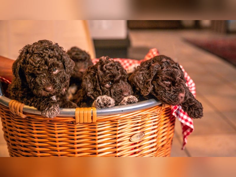 Lagotto Romagnolo Welpen