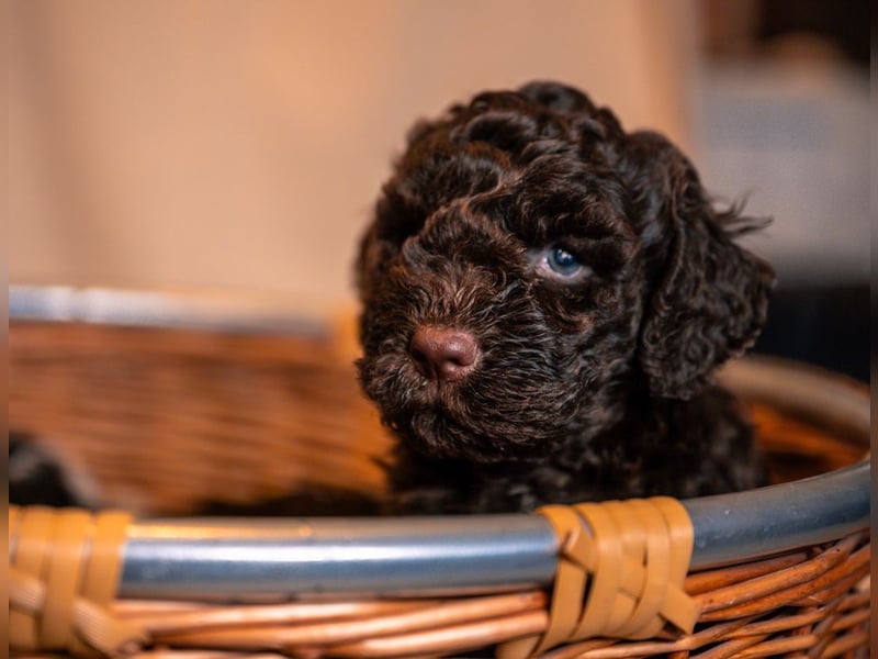 Lagotto Romagnolo Welpen
