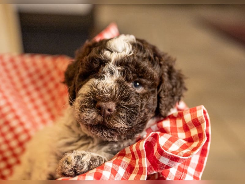 Lagotto Romagnolo Welpen