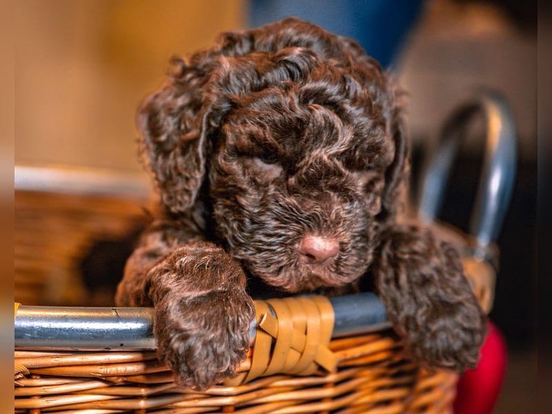 Lagotto Romagnolo Welpen