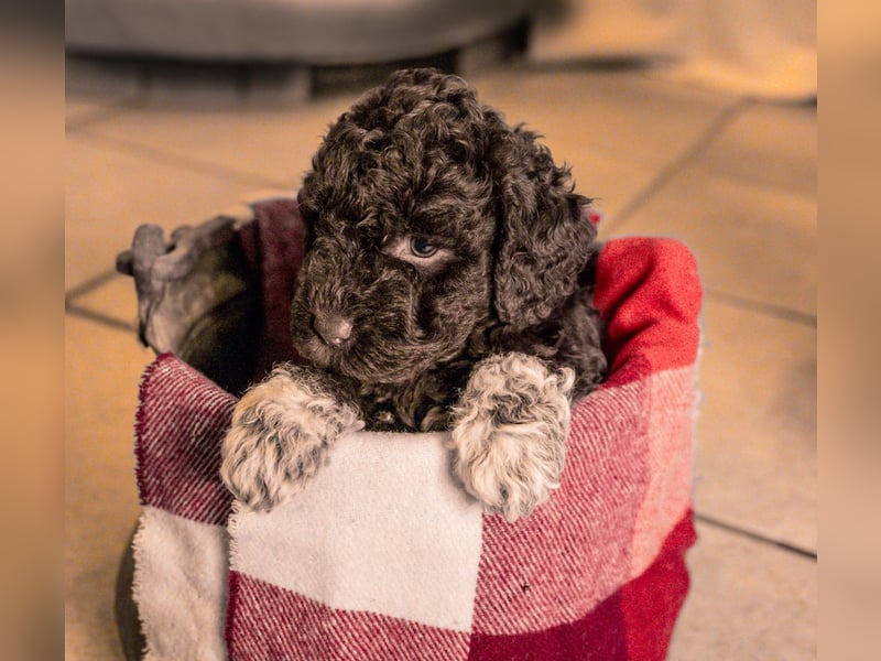 Lagotto Romagnolo Welpen
