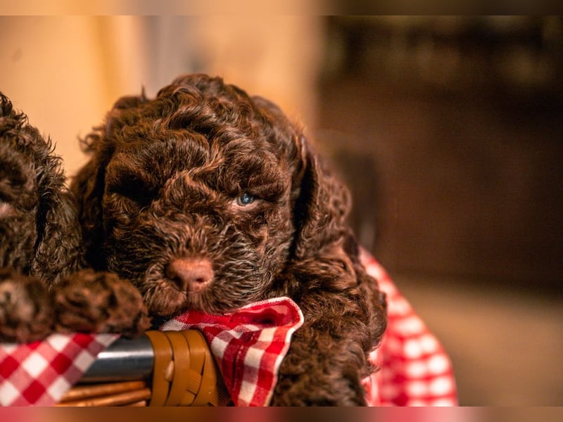 Lagotto Romagnolo Welpen