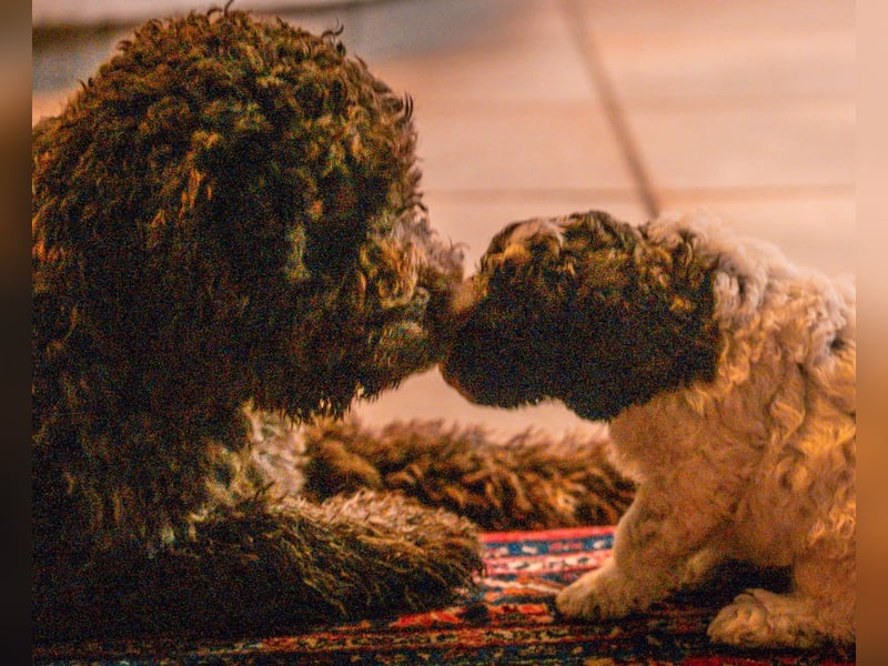 Lagotto Romagnolo Welpen