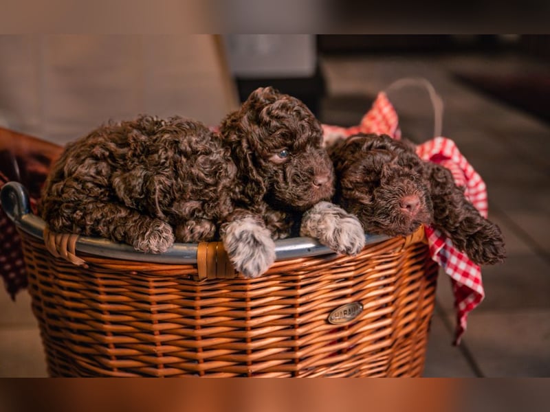 Lagotto Romagnolo Welpen