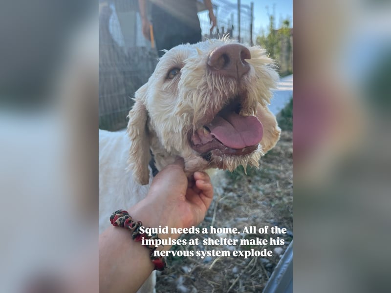 Squid (3) unser Lagotto Wirbelwind
