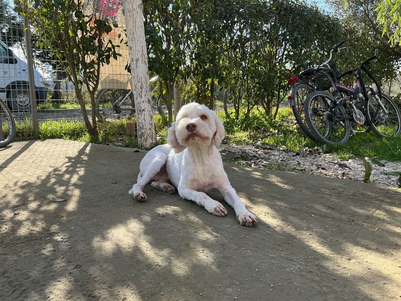 Squid (3) unser Lagotto Wirbelwind