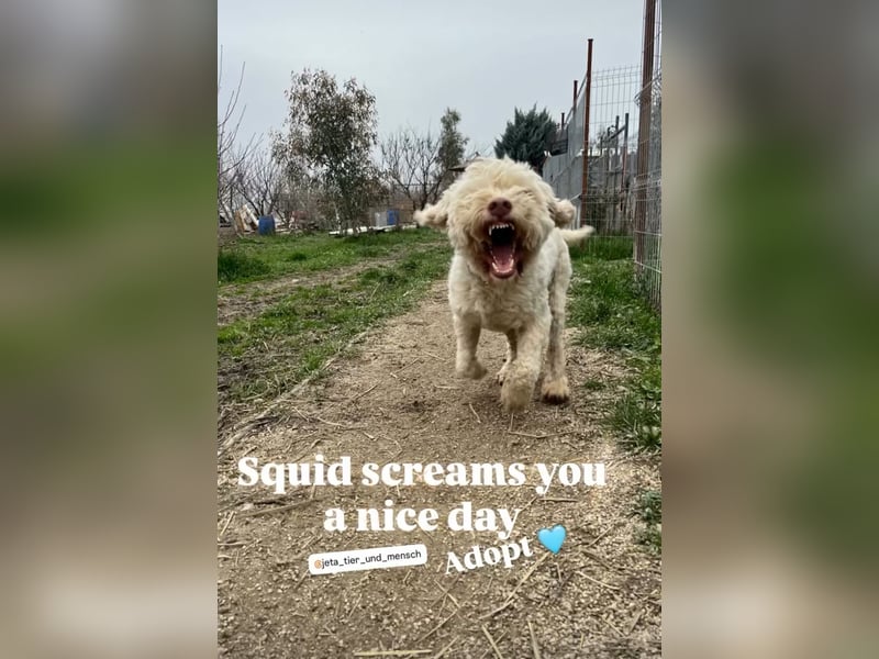 Squid (3) unser Lagotto Wirbelwind