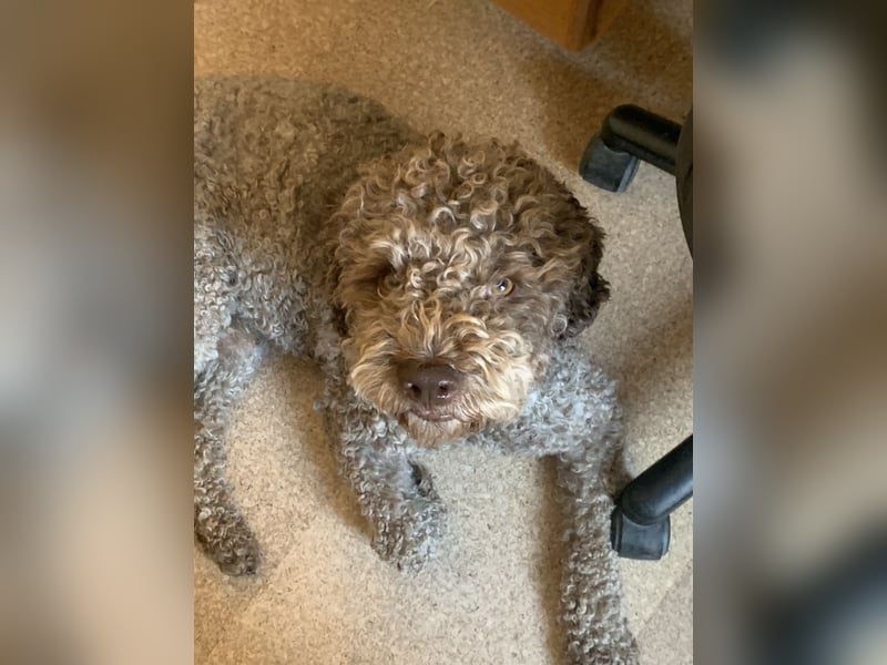 Exklusiver Deckrüde – Lagotto Romagnolo aus erstklassiger italienischer Spitzenzucht