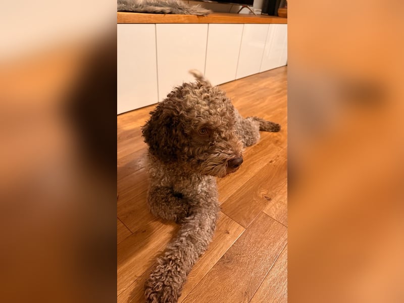 Deckrüde – Lagotto Romagnolo – 3 Jahre