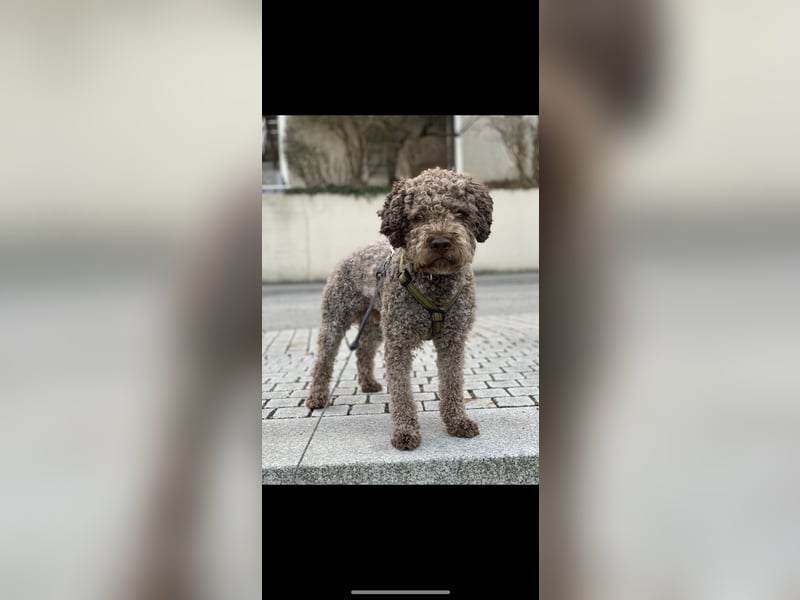 Exklusiver Deckrüde – Lagotto Romagnolo aus erstklassiger italienischer Spitzenzucht