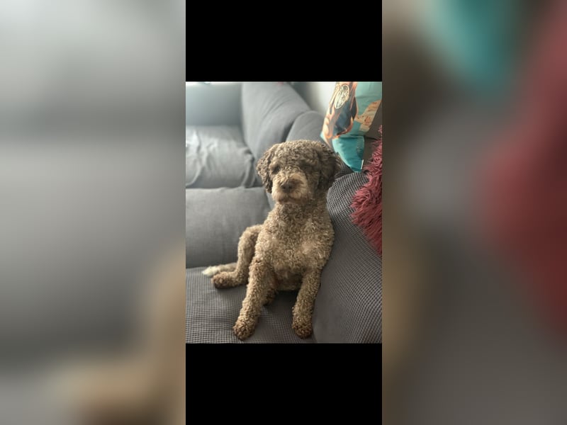 Exklusiver Deckrüde – Lagotto Romagnolo aus erstklassiger italienischer Spitzenzucht