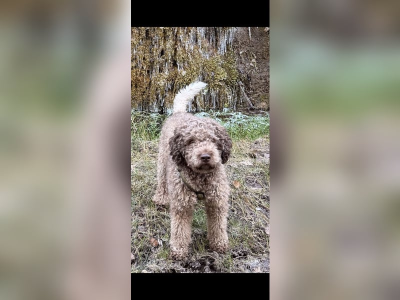 Deckrüde – Lagotto Romagnolo – 3 Jahre