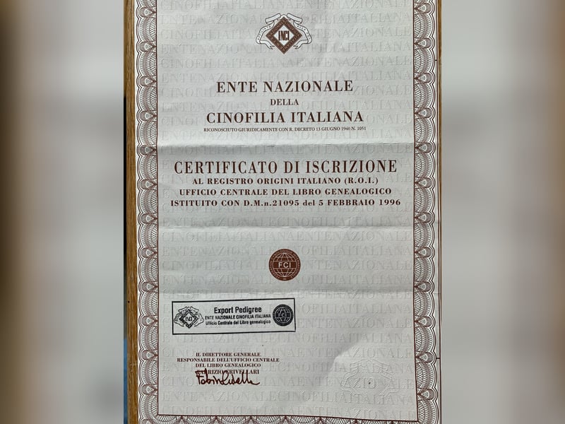Exklusiver Deckrüde – Lagotto Romagnolo aus erstklassiger italienischer Spitzenzucht