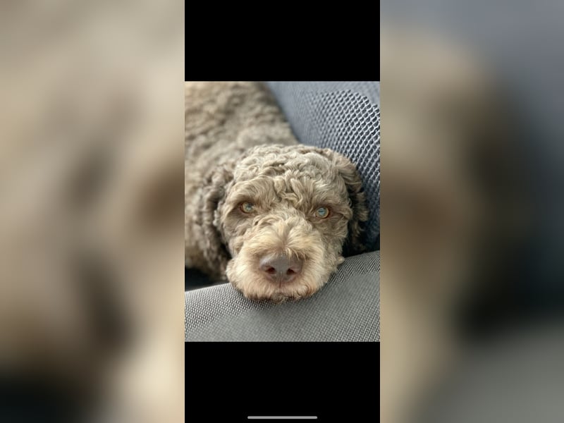 Deckrüde – Lagotto Romagnolo – 3 Jahre