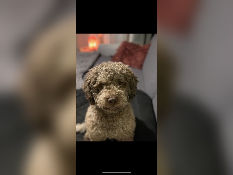 Exklusiver Deckrüde – Lagotto Romagnolo aus erstklassiger italienischer Spitzenzucht