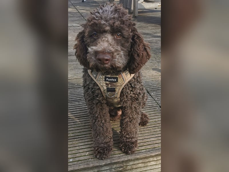 Deckrüde Lagotto Romanoglo