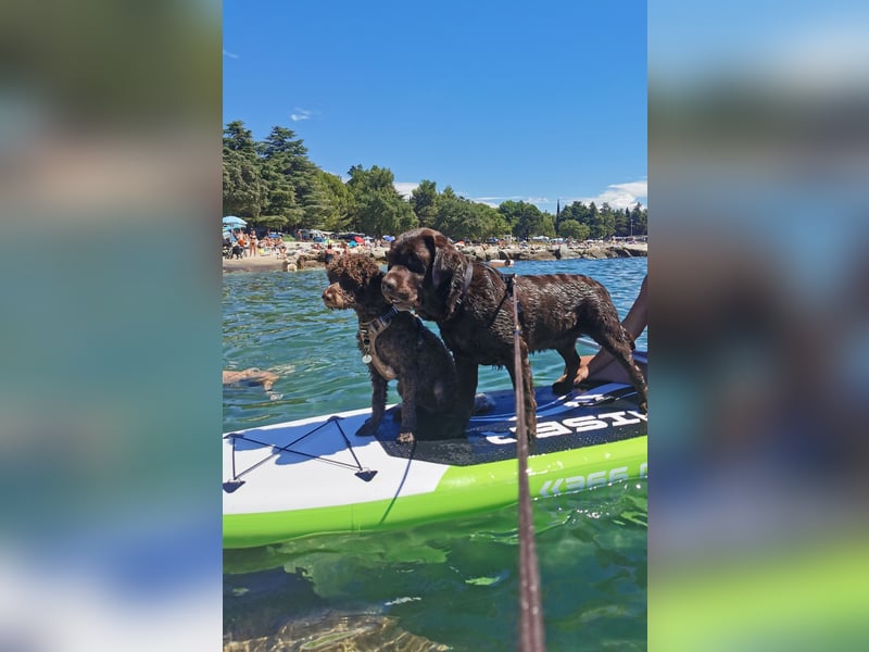Deckrüde Lagotto Romanoglo